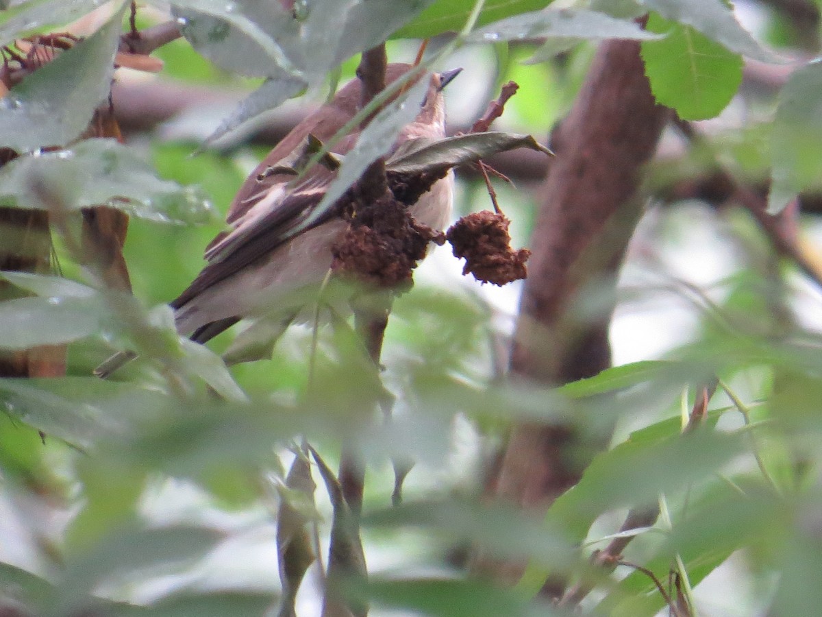 European Pied Flycatcher - ML36574271