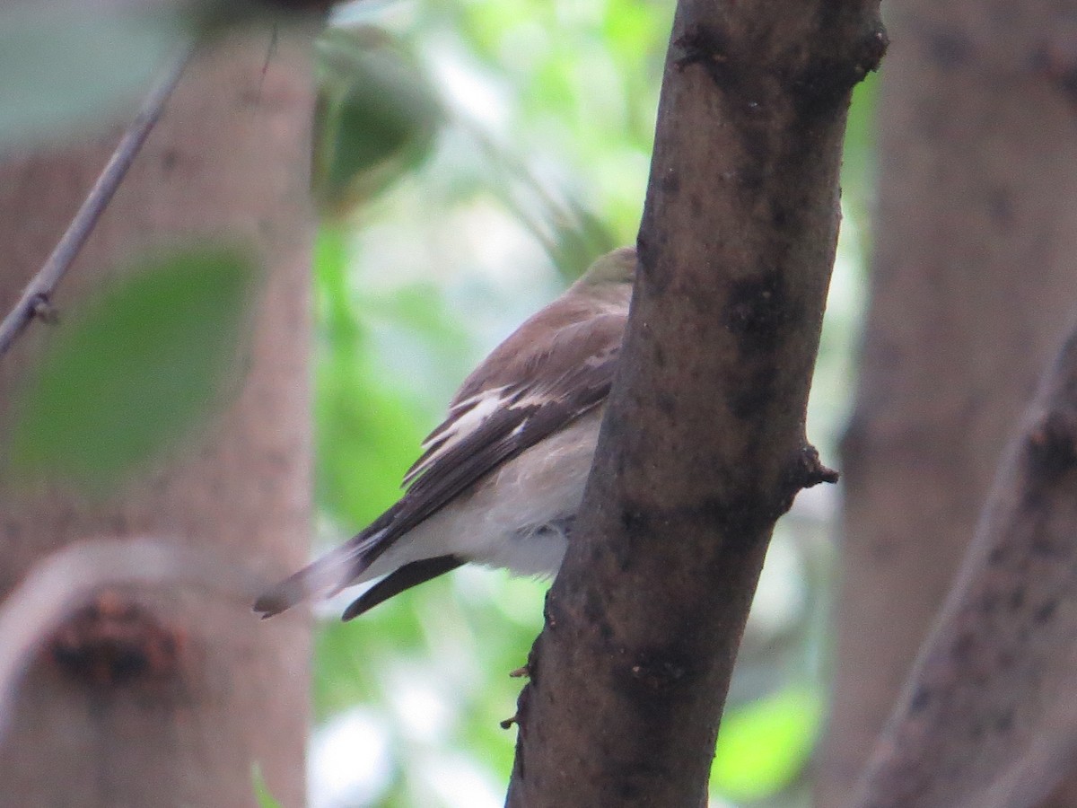 European Pied Flycatcher - ML36574281