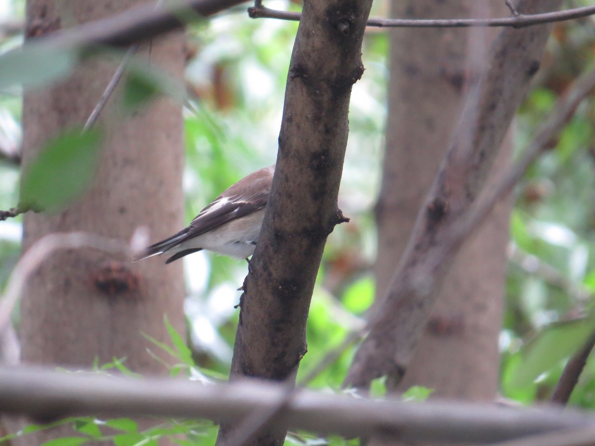 European Pied Flycatcher - ML36574291