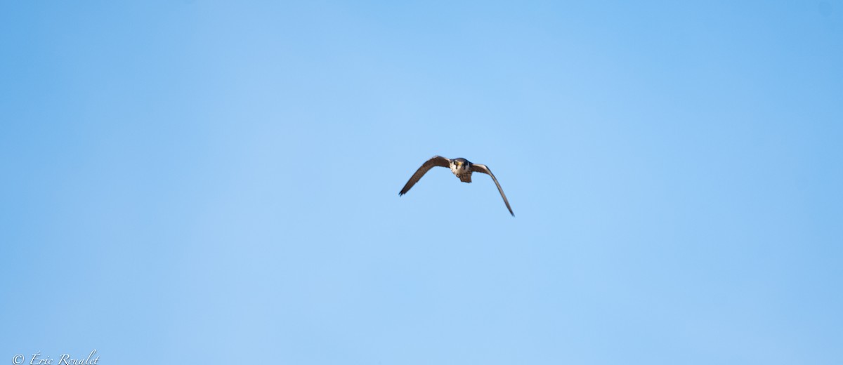 Eurasian Hobby - ML365743011