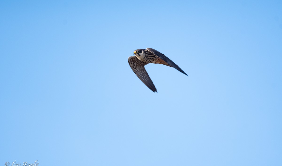 Eurasian Hobby - ML365743031