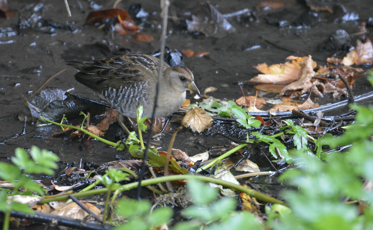 Polluela Sora - ML365743381