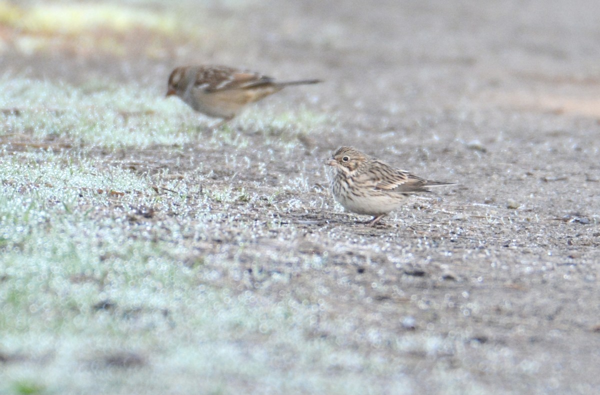 Vesper Sparrow - ML365743411