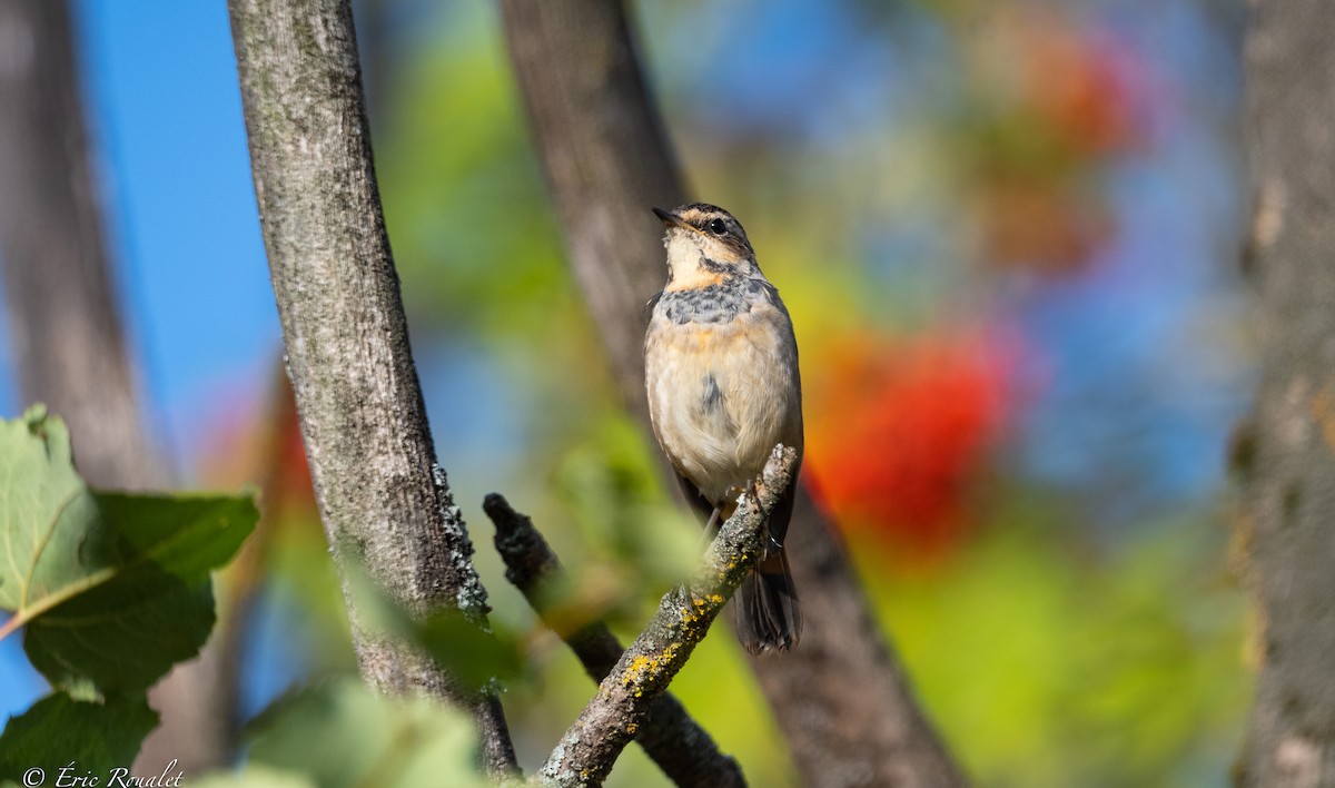 Bluethroat (Red-spotted) - ML365743751