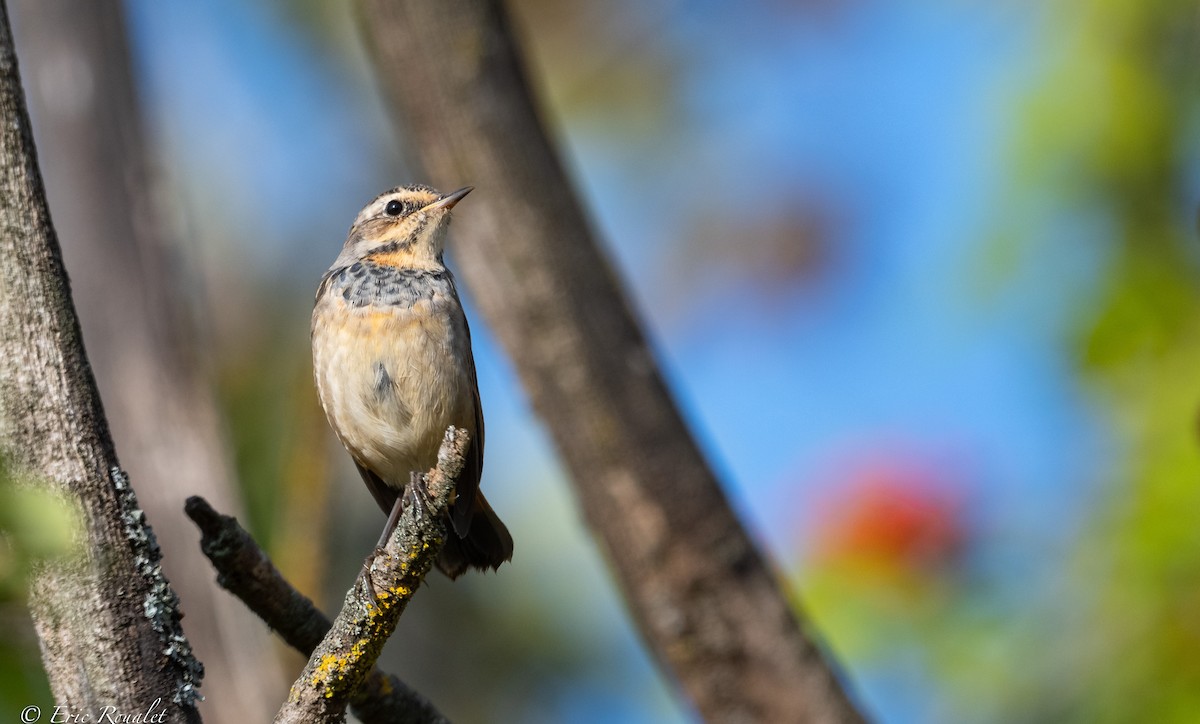 Bluethroat (Red-spotted) - ML365743851