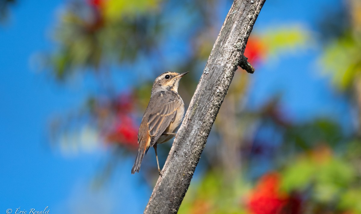 Bluethroat (Red-spotted) - ML365743871