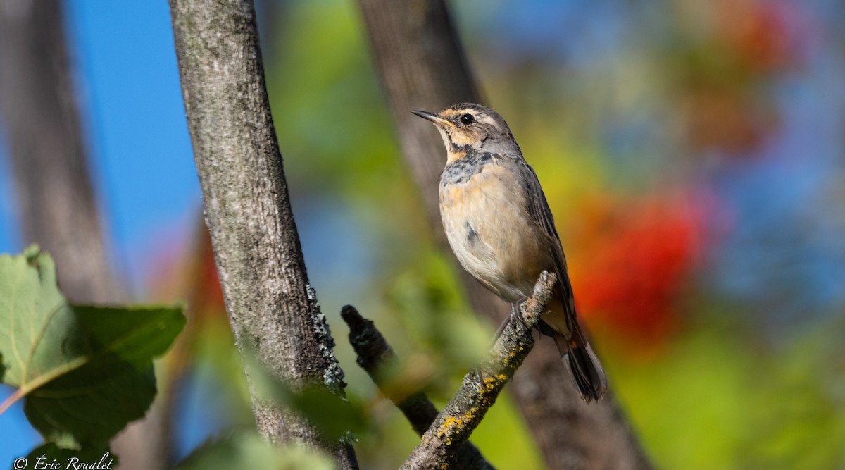 Bluethroat (Red-spotted) - ML365743881