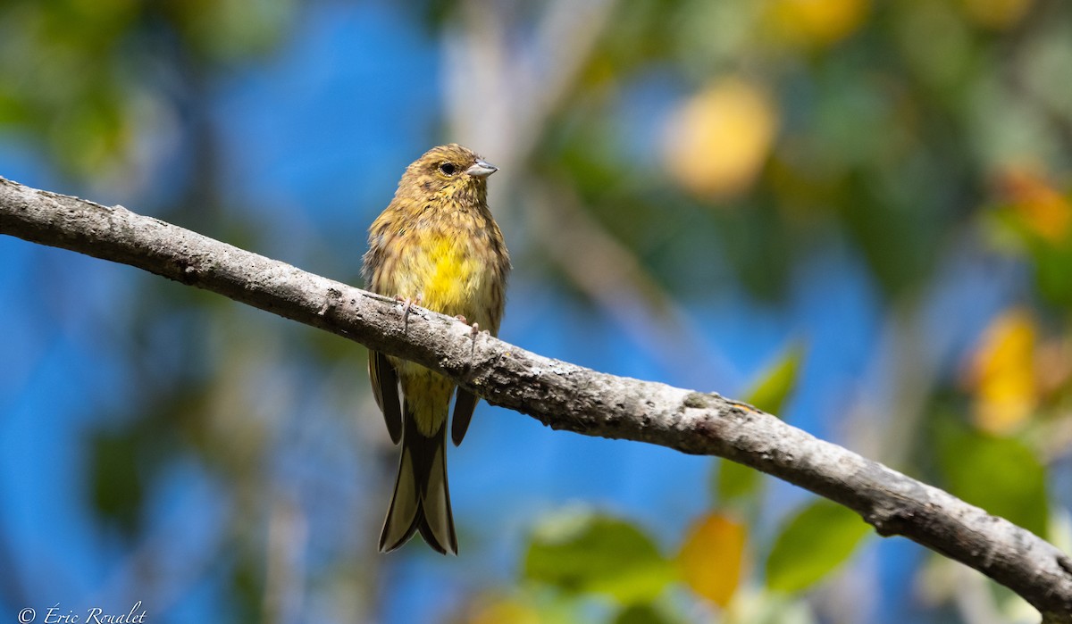 Yellowhammer - ML365744011