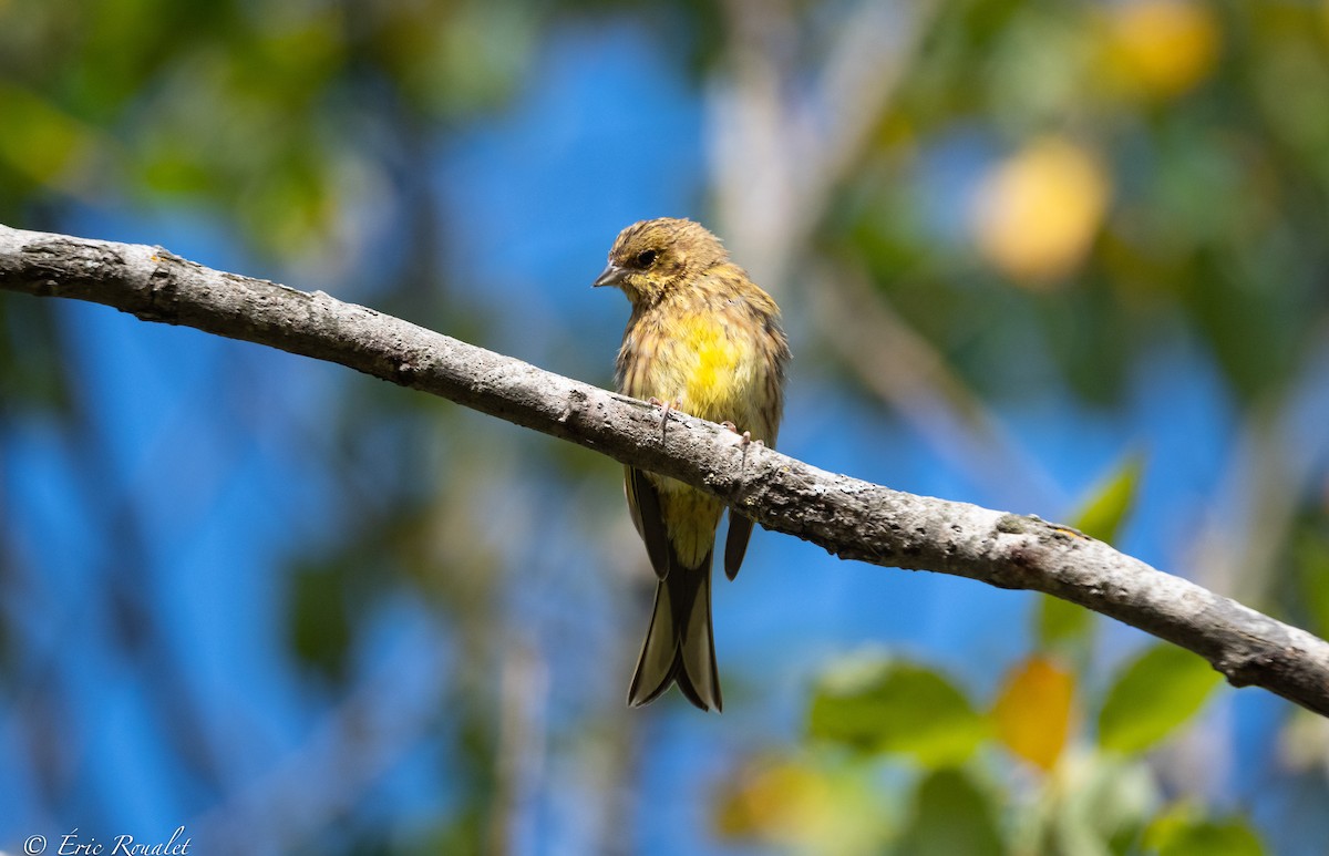 Yellowhammer - ML365744021