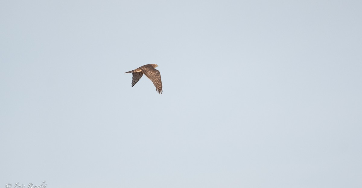 Eurasian Goshawk - ML365744091