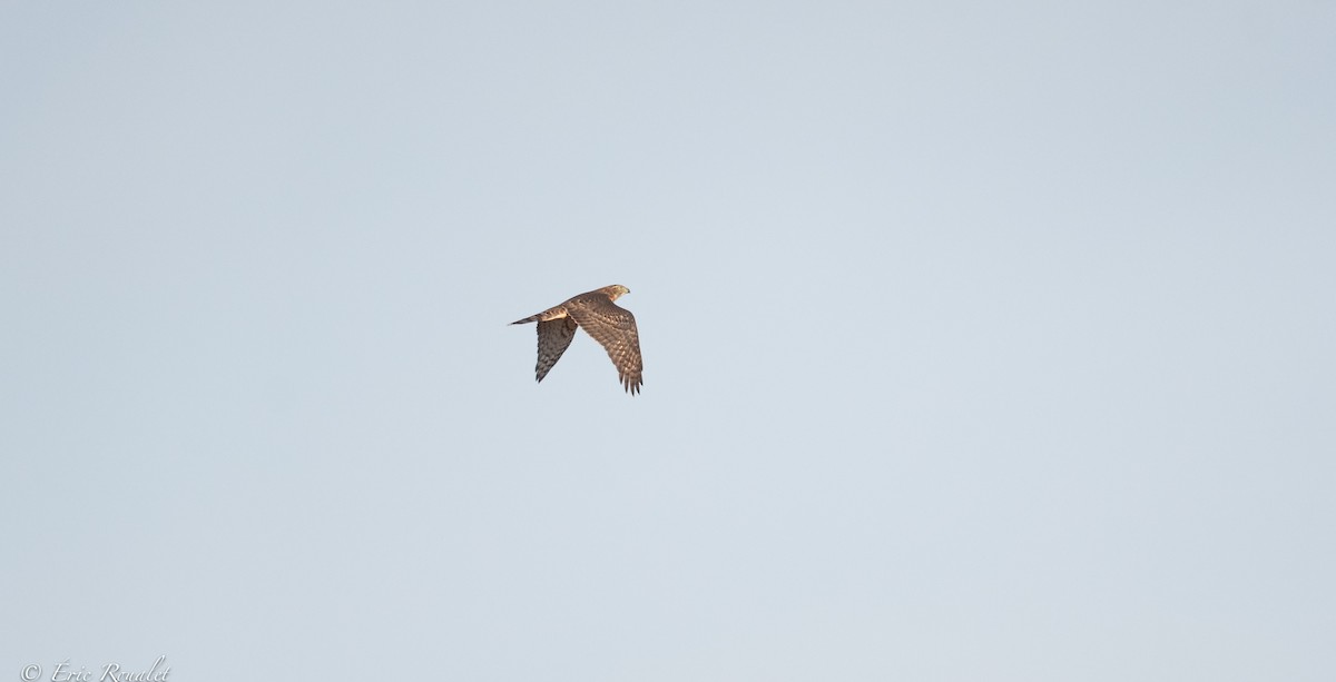 Eurasian Goshawk - ML365744101