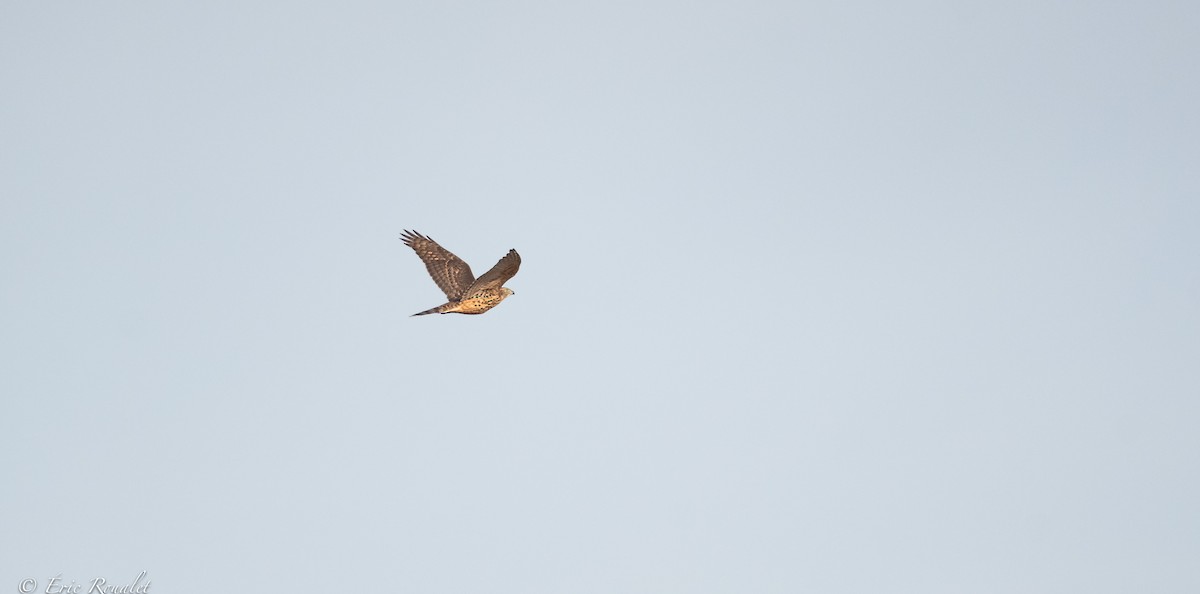 Eurasian Goshawk - ML365744111