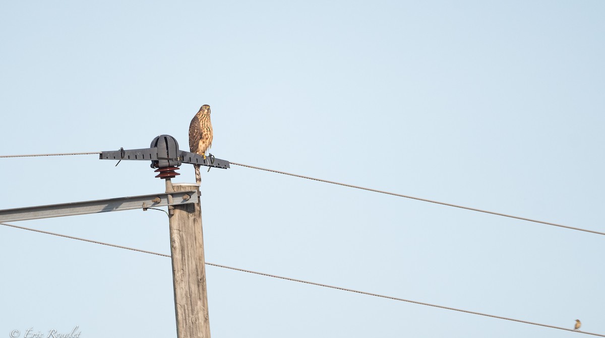 Eurasian Goshawk - ML365744121