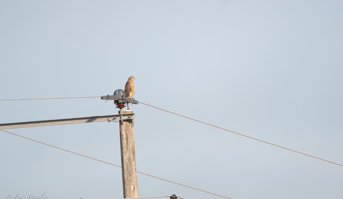 Eurasian Goshawk - ML365744131