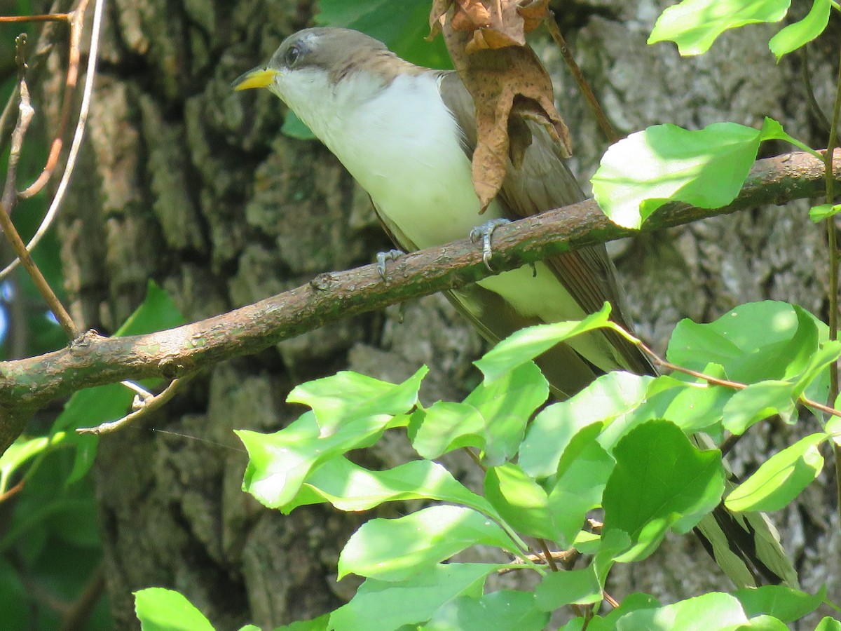 Yellow-billed Cuckoo - Teri Warren