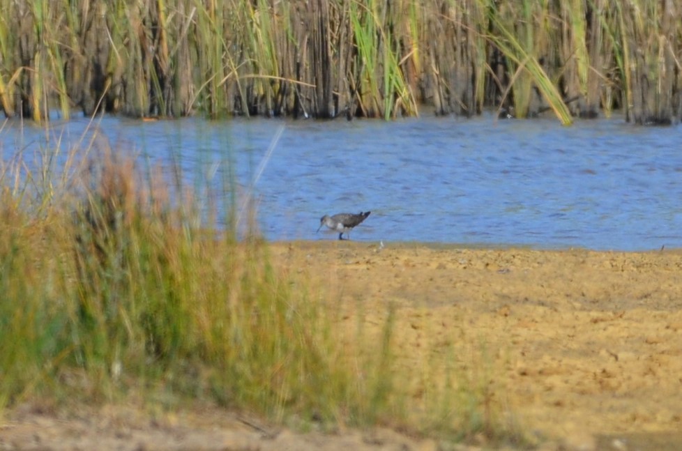 Common Sandpiper - ML365746541