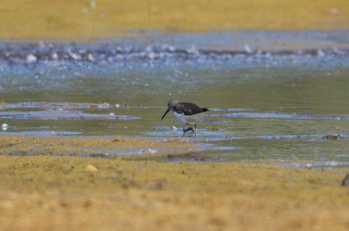 Green Sandpiper - ML365746591