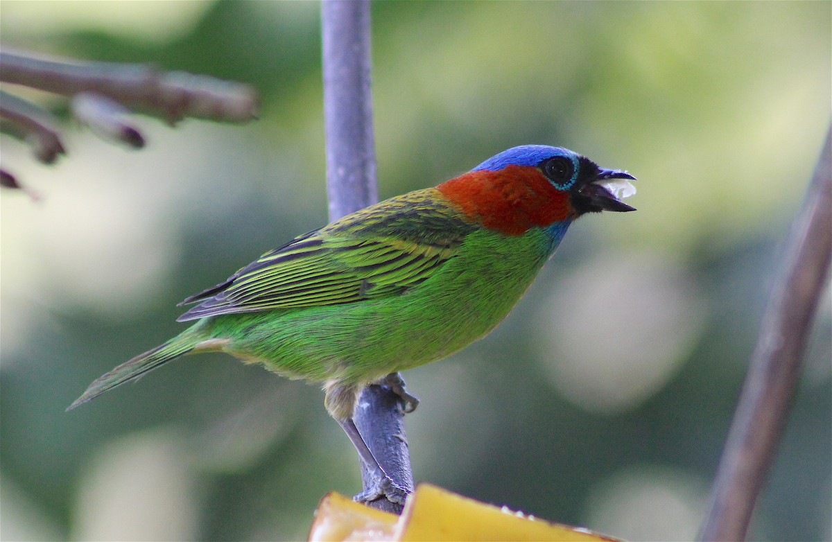 Red-necked Tanager - ML365746781