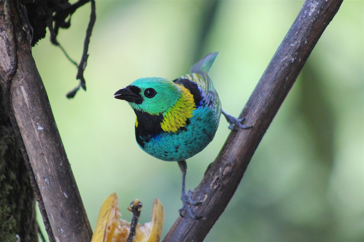 Green-headed Tanager - Remco Bredewold