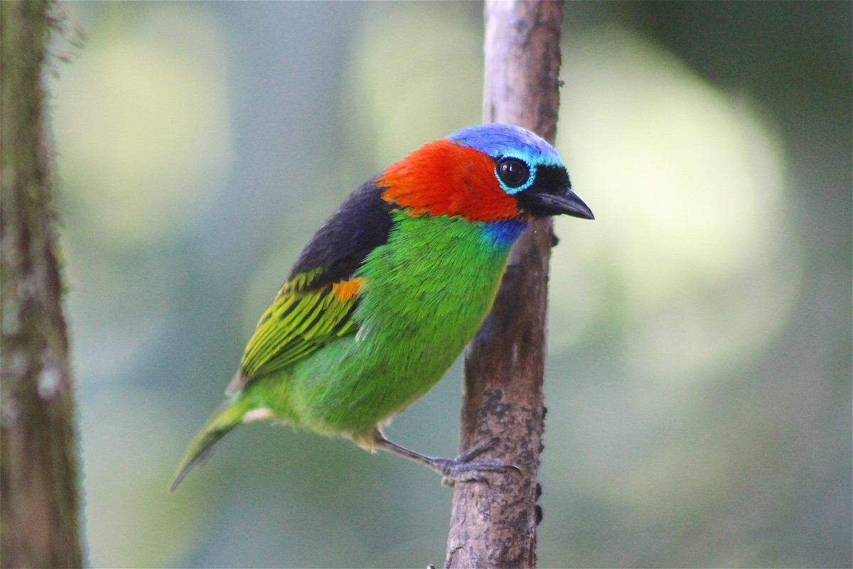 Red-necked Tanager - ML365747071
