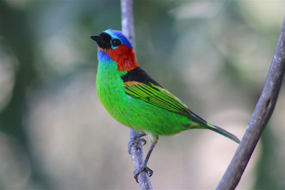 Red-necked Tanager - Remco Bredewold