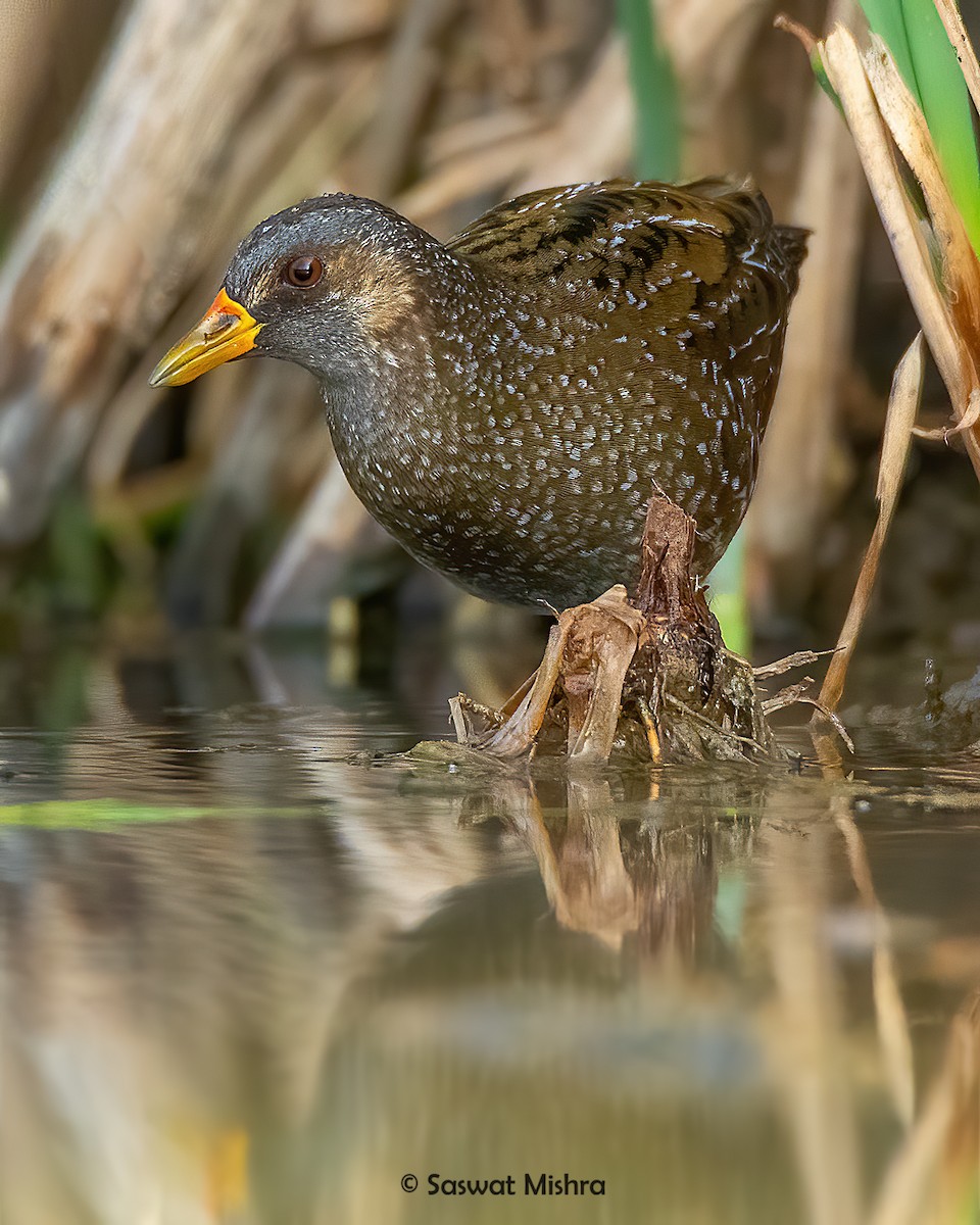 Spotted Crake - ML365747671