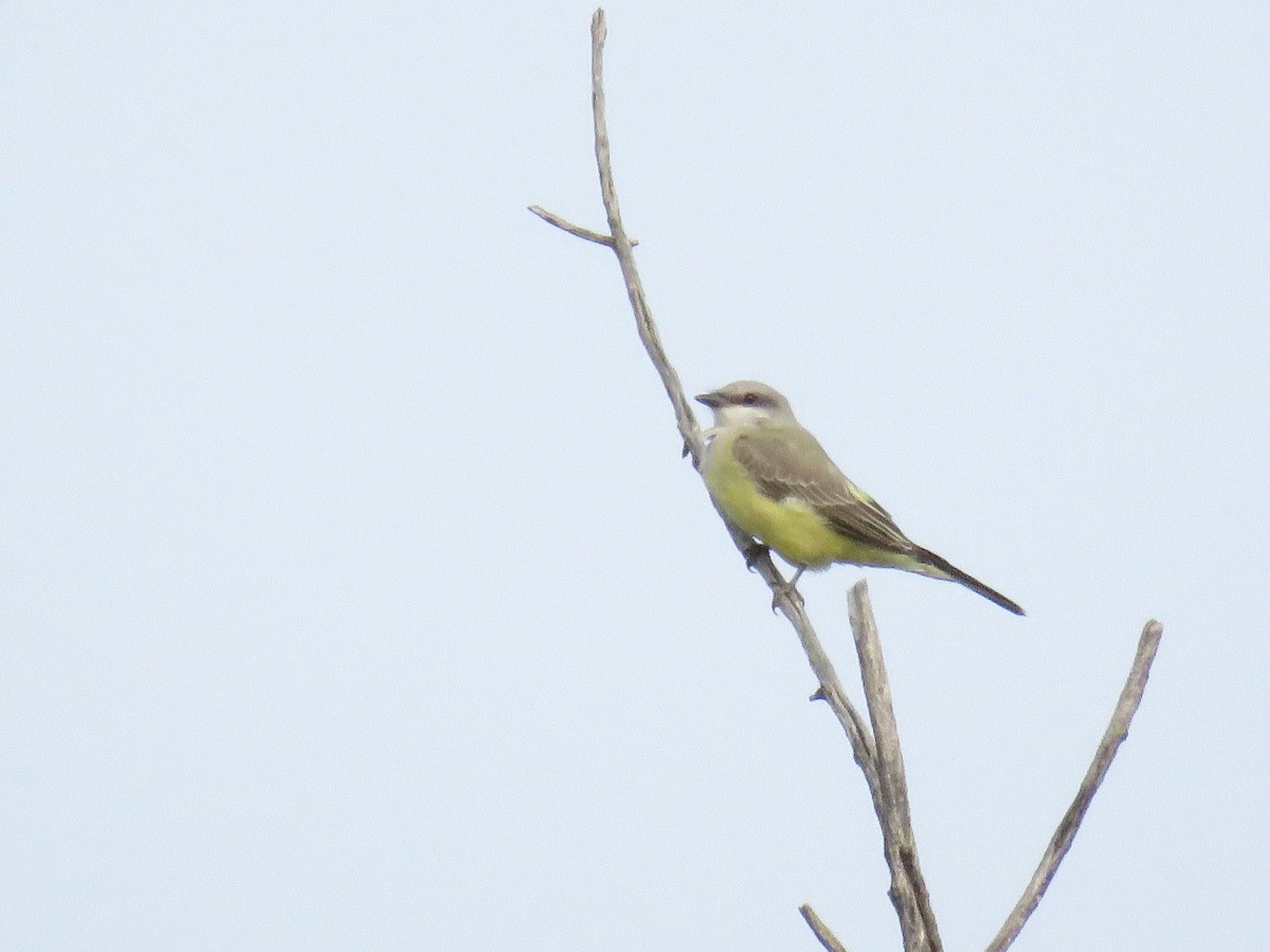 Western Kingbird - ML365747741