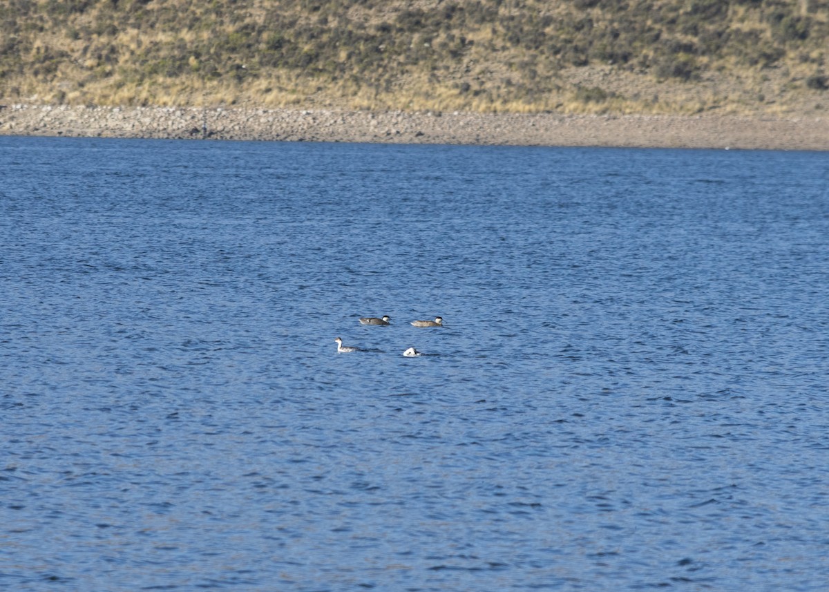 Puna Teal - Amer Fernández Dávila Angulo