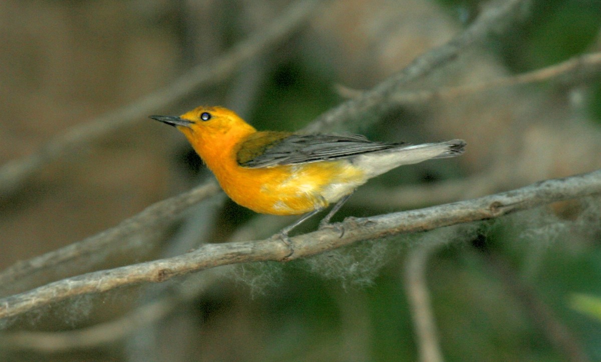 Prothonotary Warbler - ML365749161