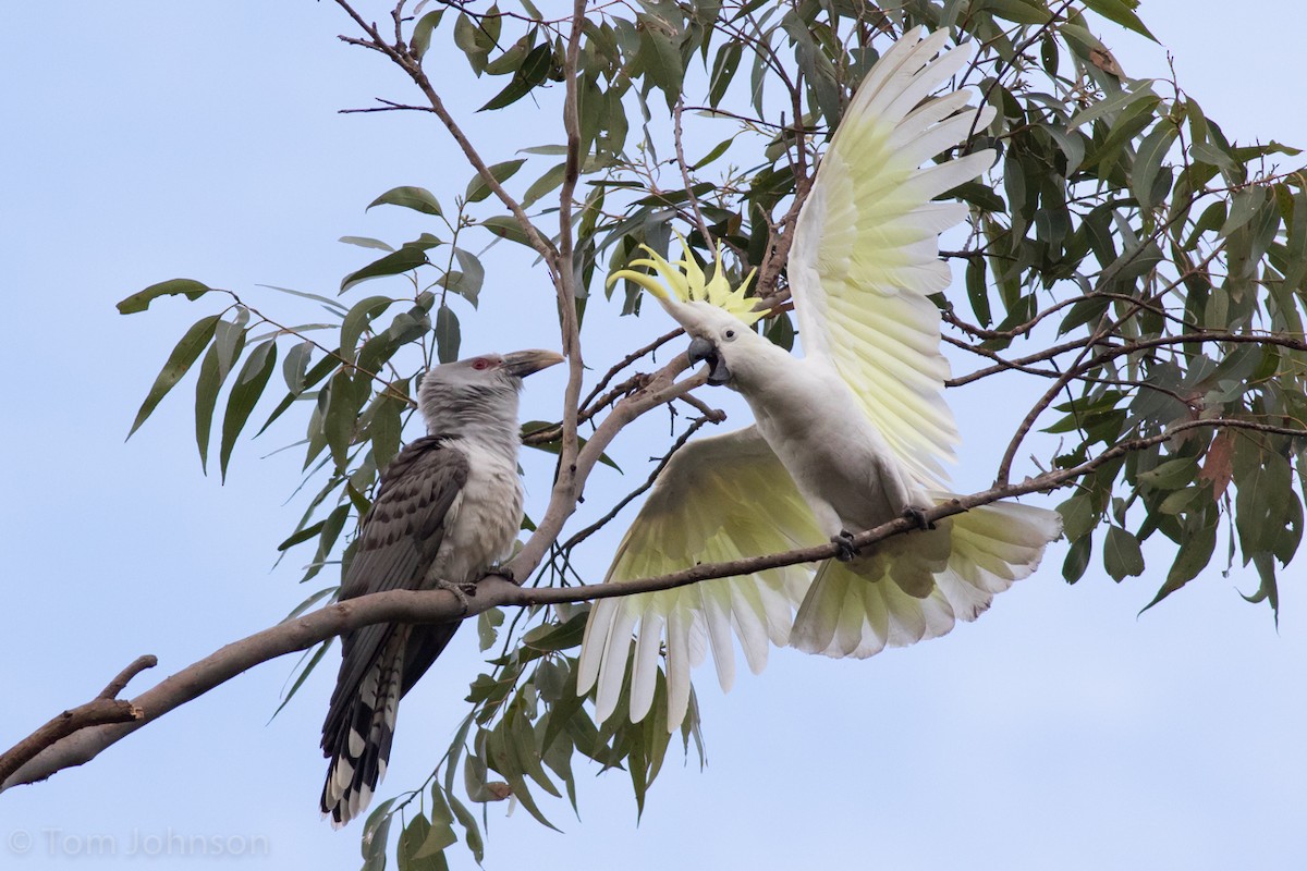 Channel-billed Cuckoo - Tom Johnson