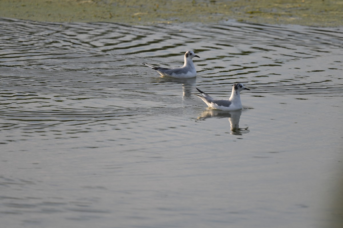 Bonaparte's Gull - ML365749501
