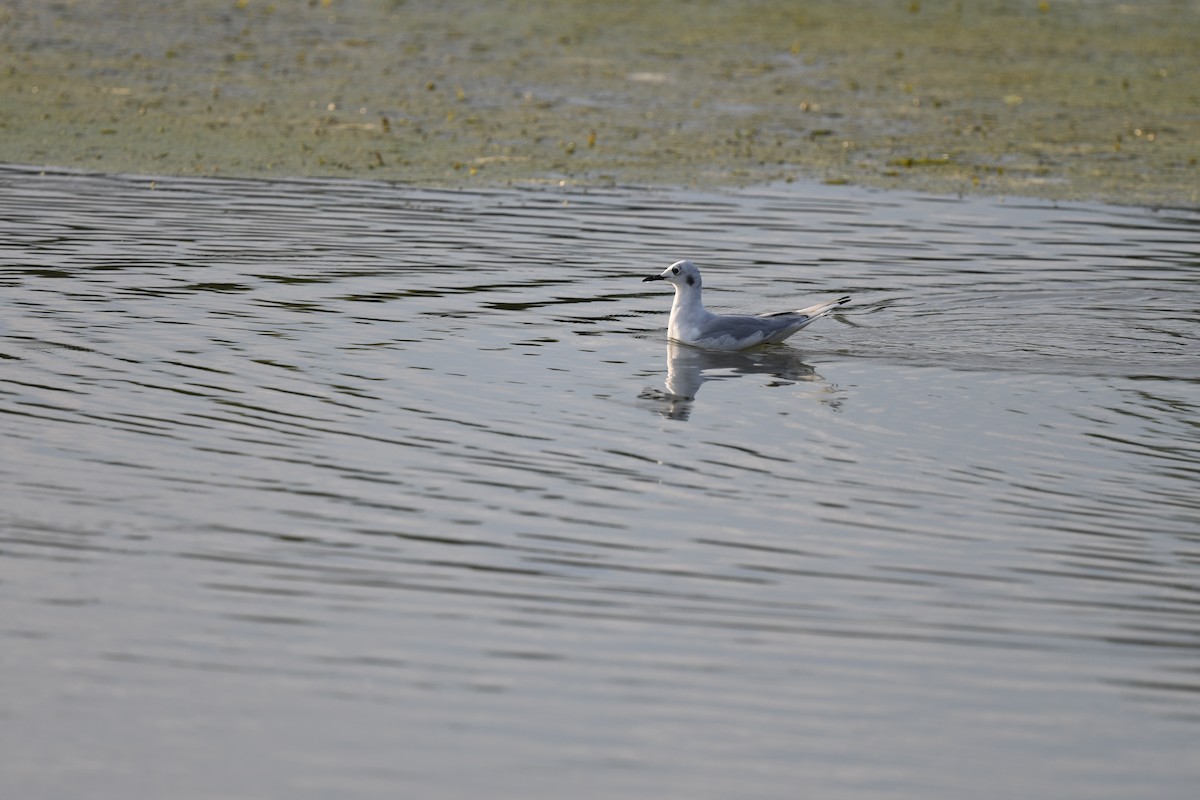 Bonaparte's Gull - ML365749511