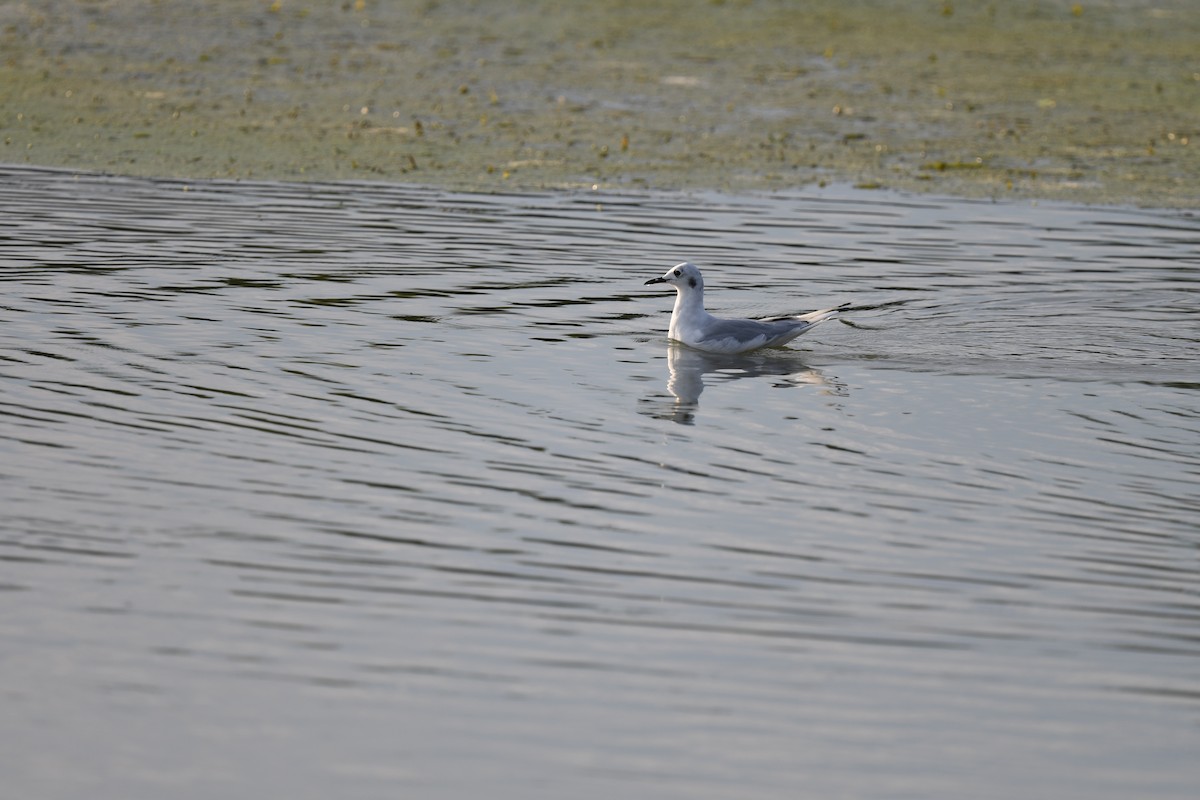 Bonaparte's Gull - ML365749521