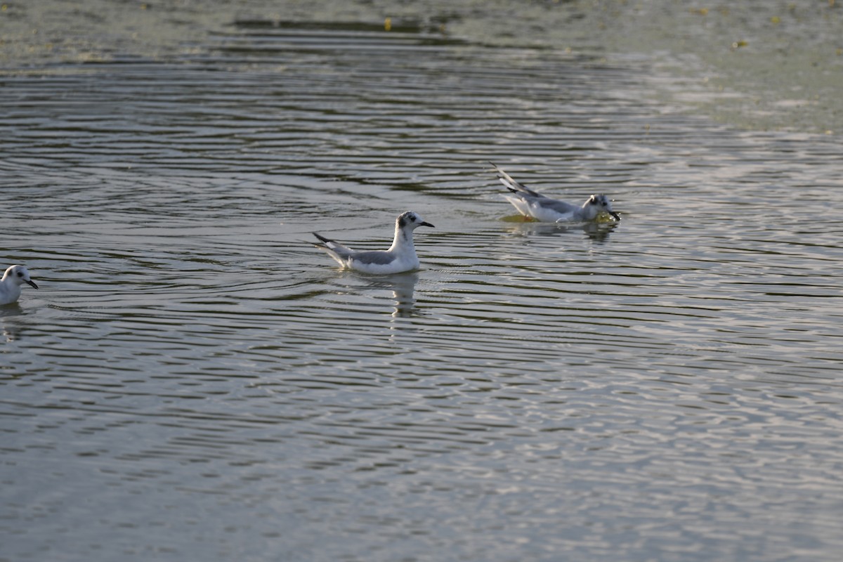 Bonaparte's Gull - ML365749541