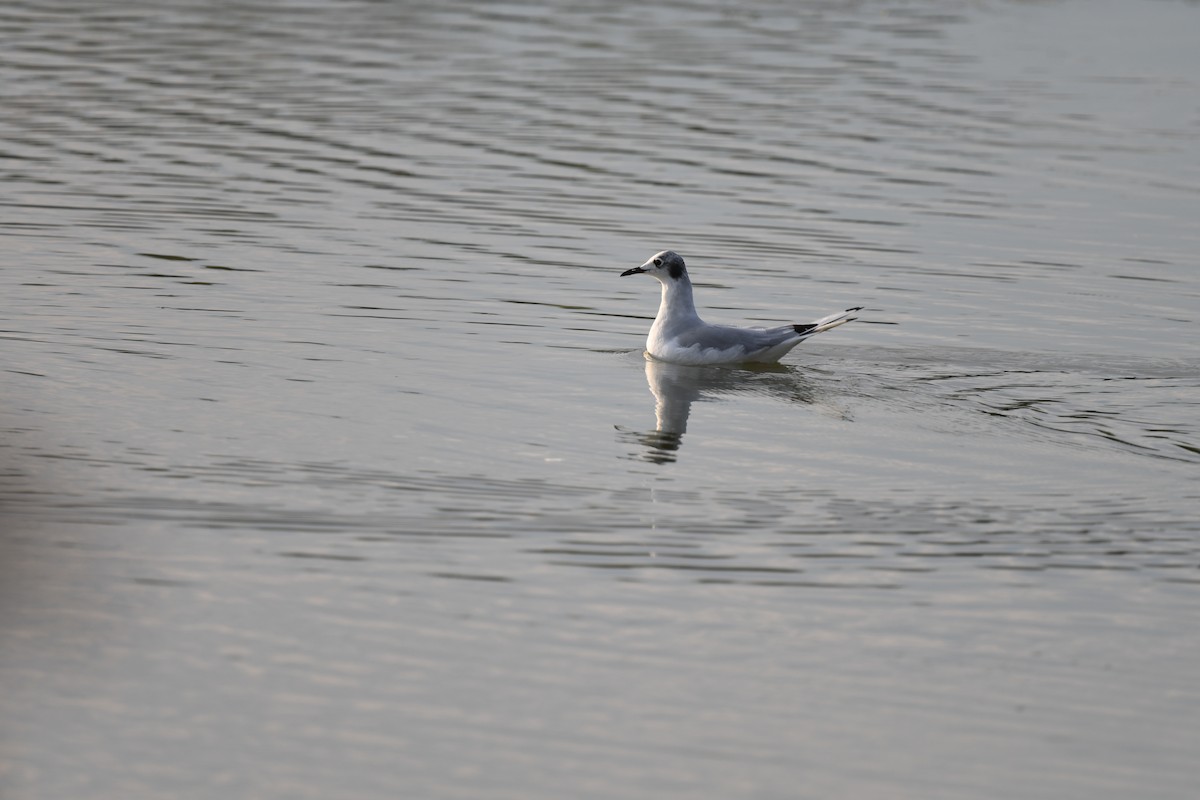 Bonaparte's Gull - ML365749671