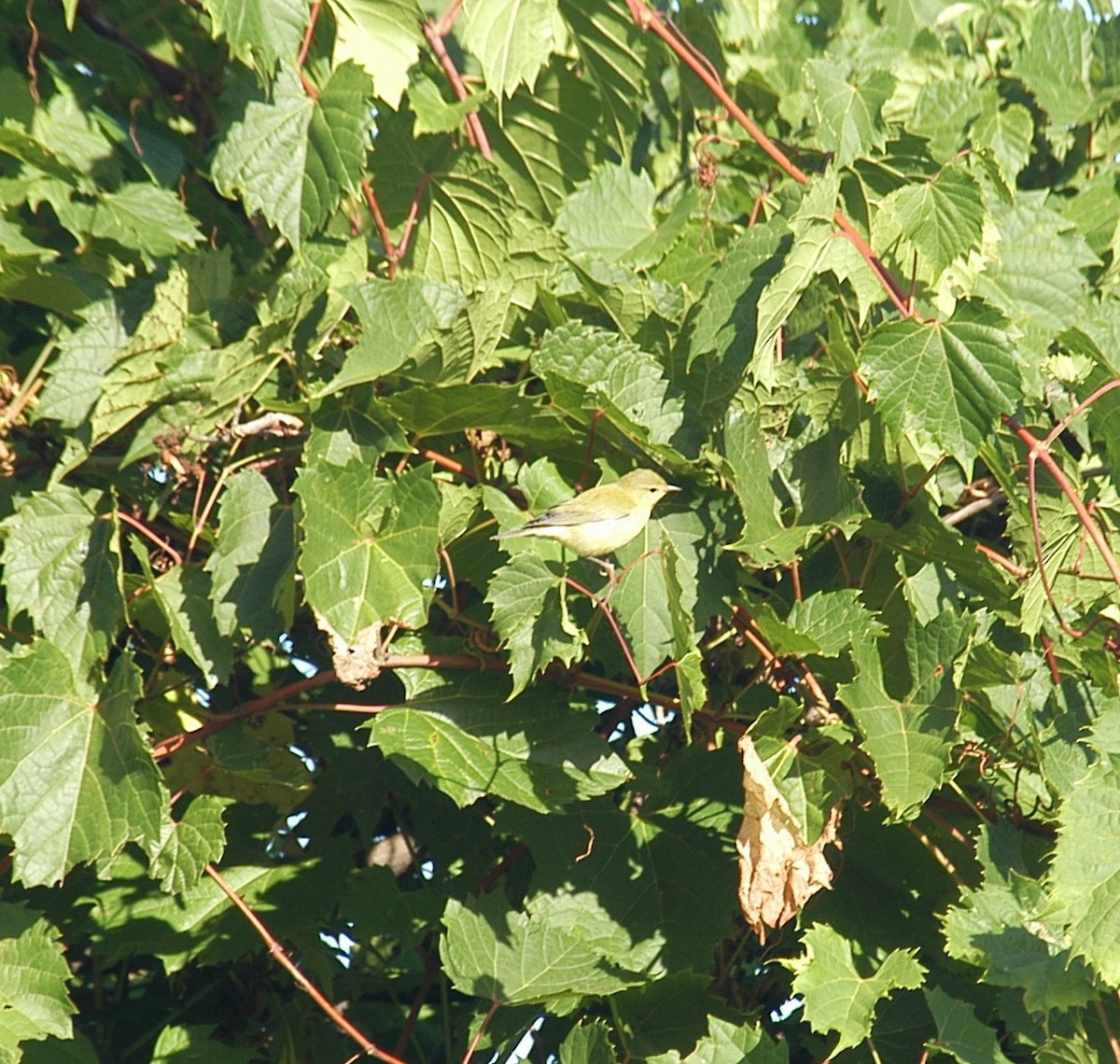 Tennessee Warbler - Brad Rogers