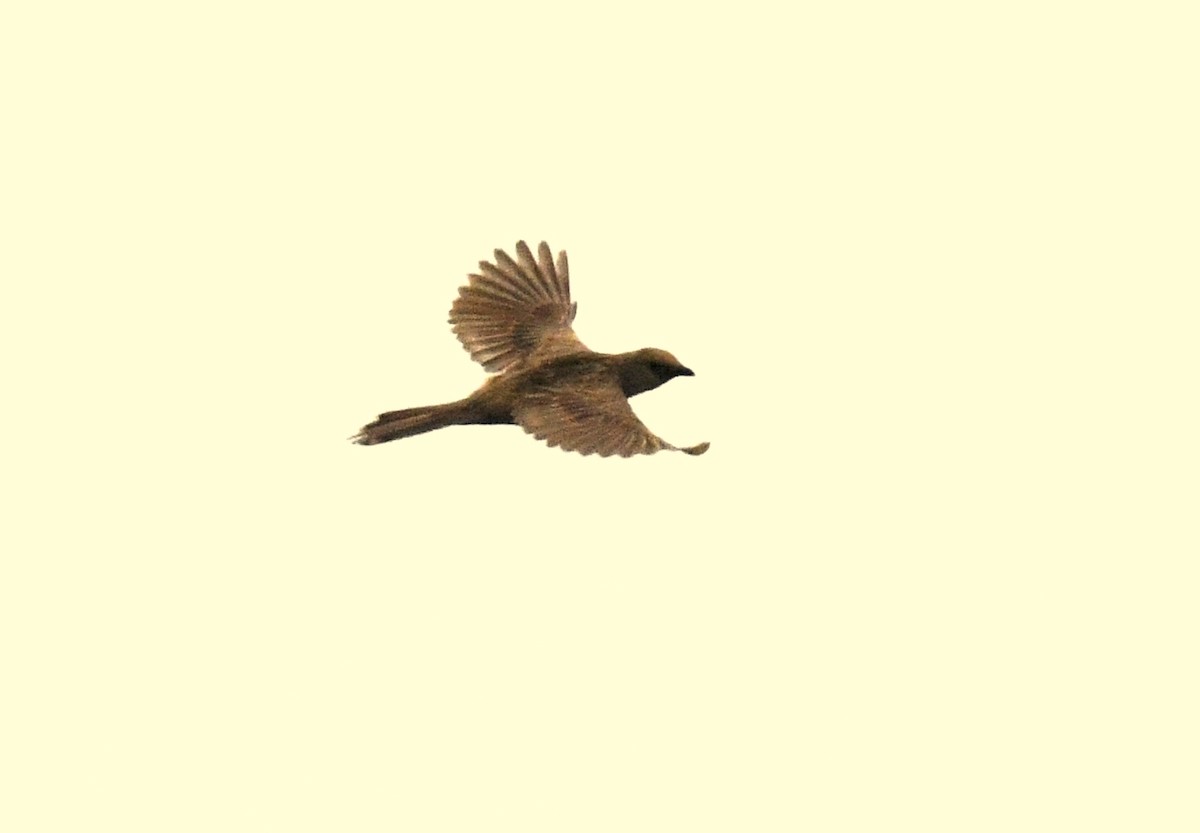 Bristled Grassbird - ML365750741