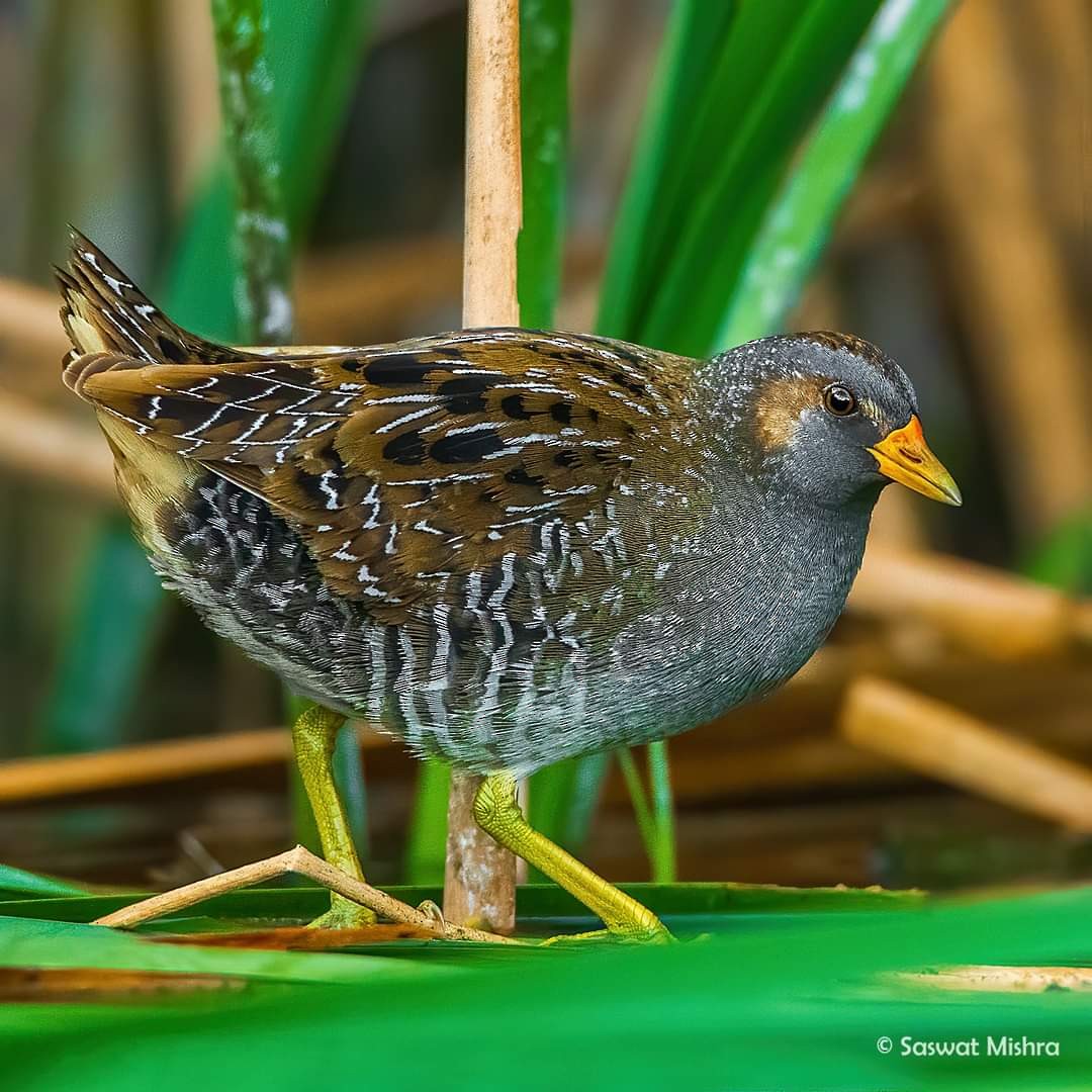 Spotted Crake - ML365751041