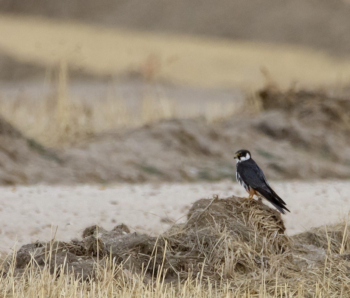 Eurasian Hobby - ML365752681