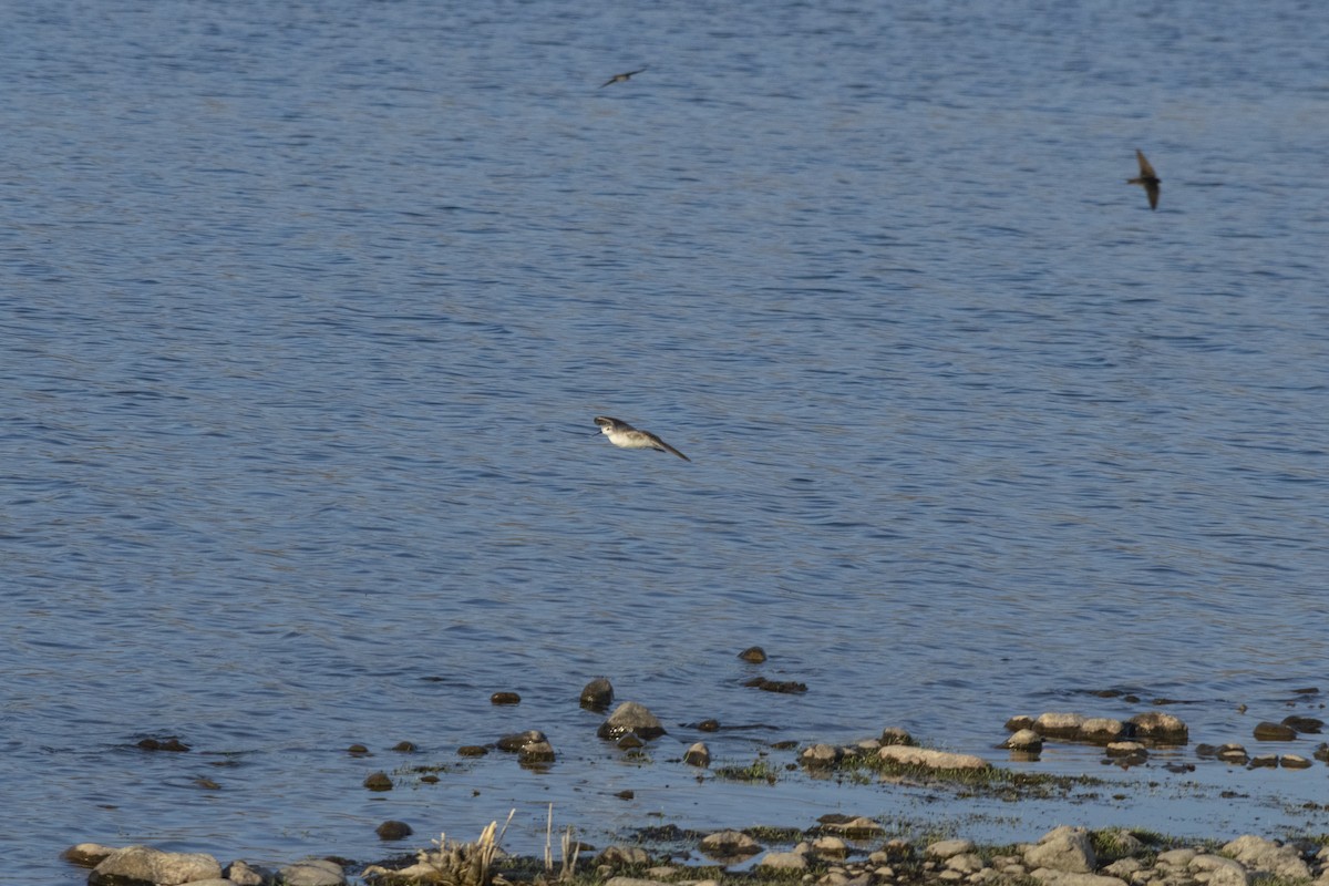 Semipalmated Sandpiper - Amer Fernández Dávila Angulo