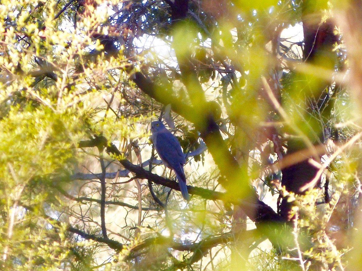 Brown Goshawk - ML36575691