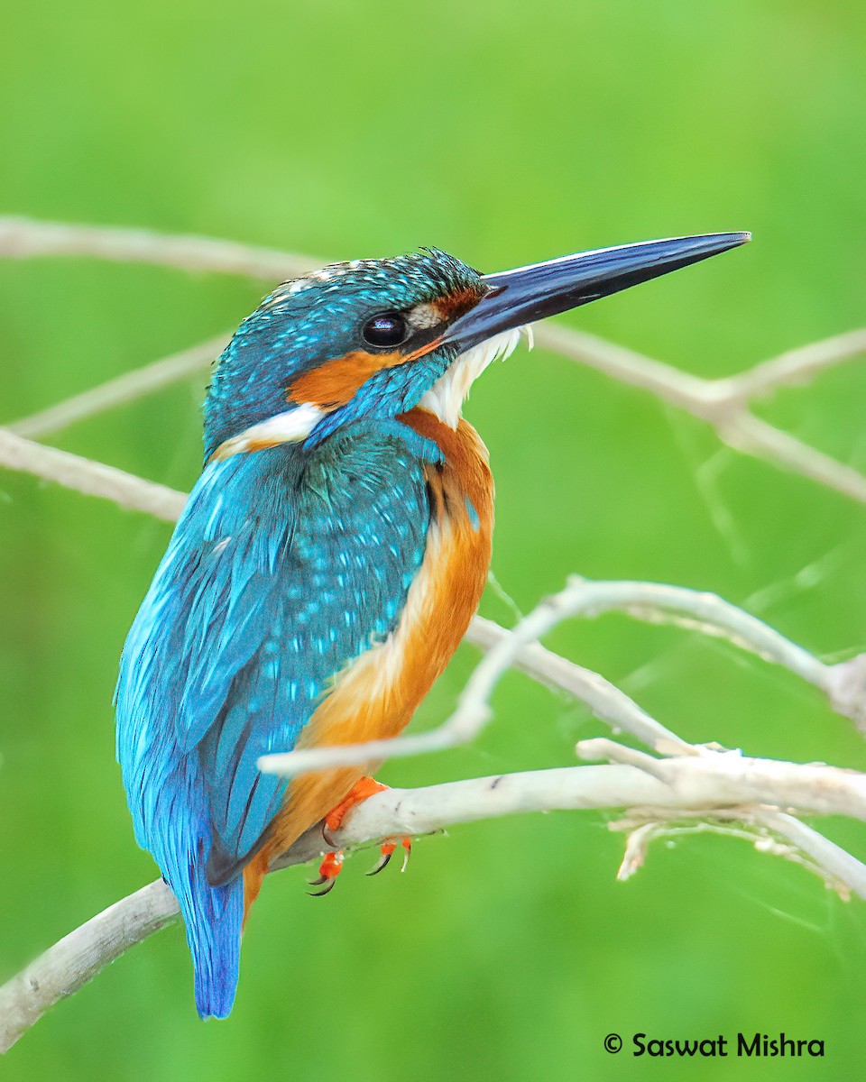 Martin-pêcheur d'Europe - ML365757821