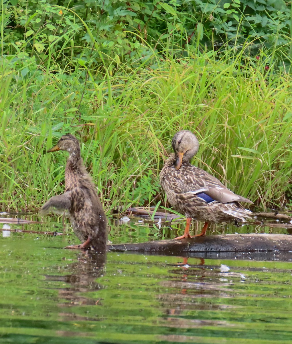 Mallard - sheila goss