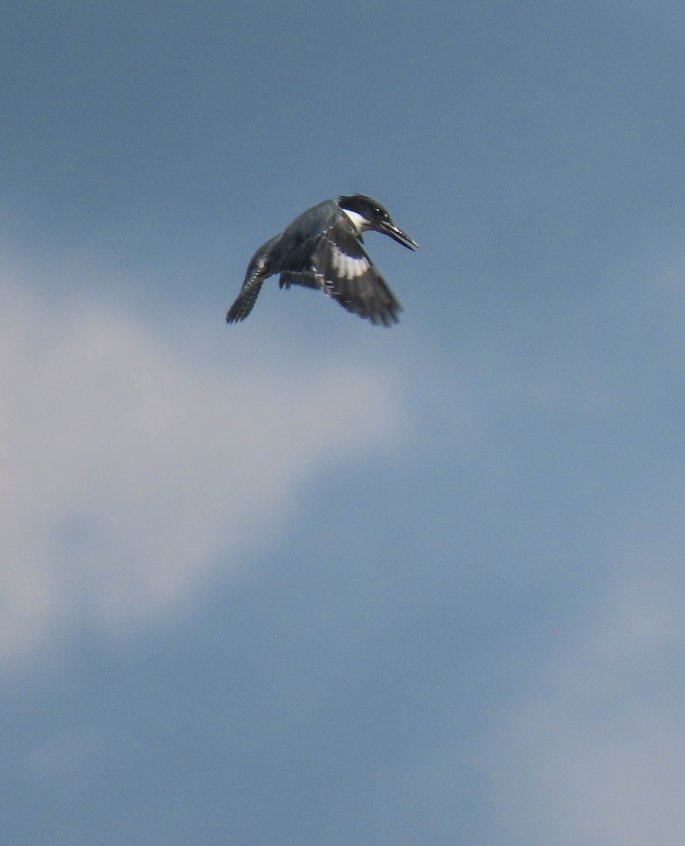 Belted Kingfisher - sheila goss