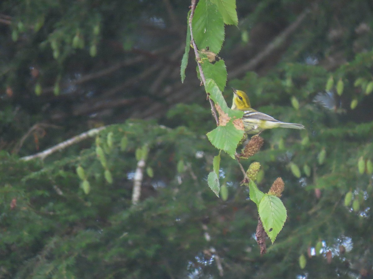 Blackburnian Warbler - sheila goss