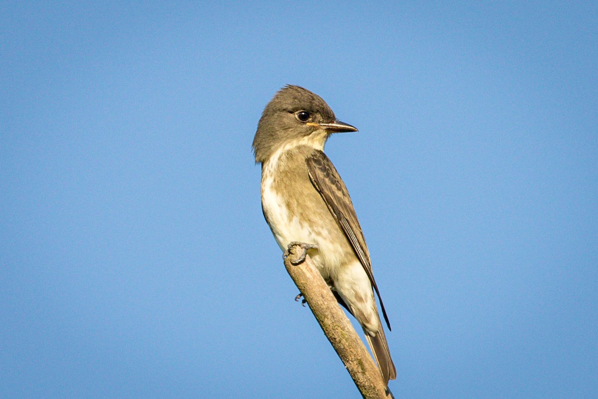 Olive-sided Flycatcher - Michael Warner