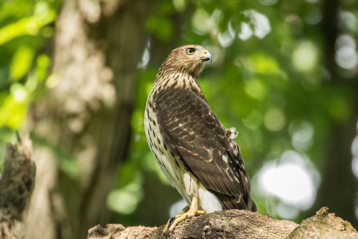 Cooper's Hawk - ML365760471