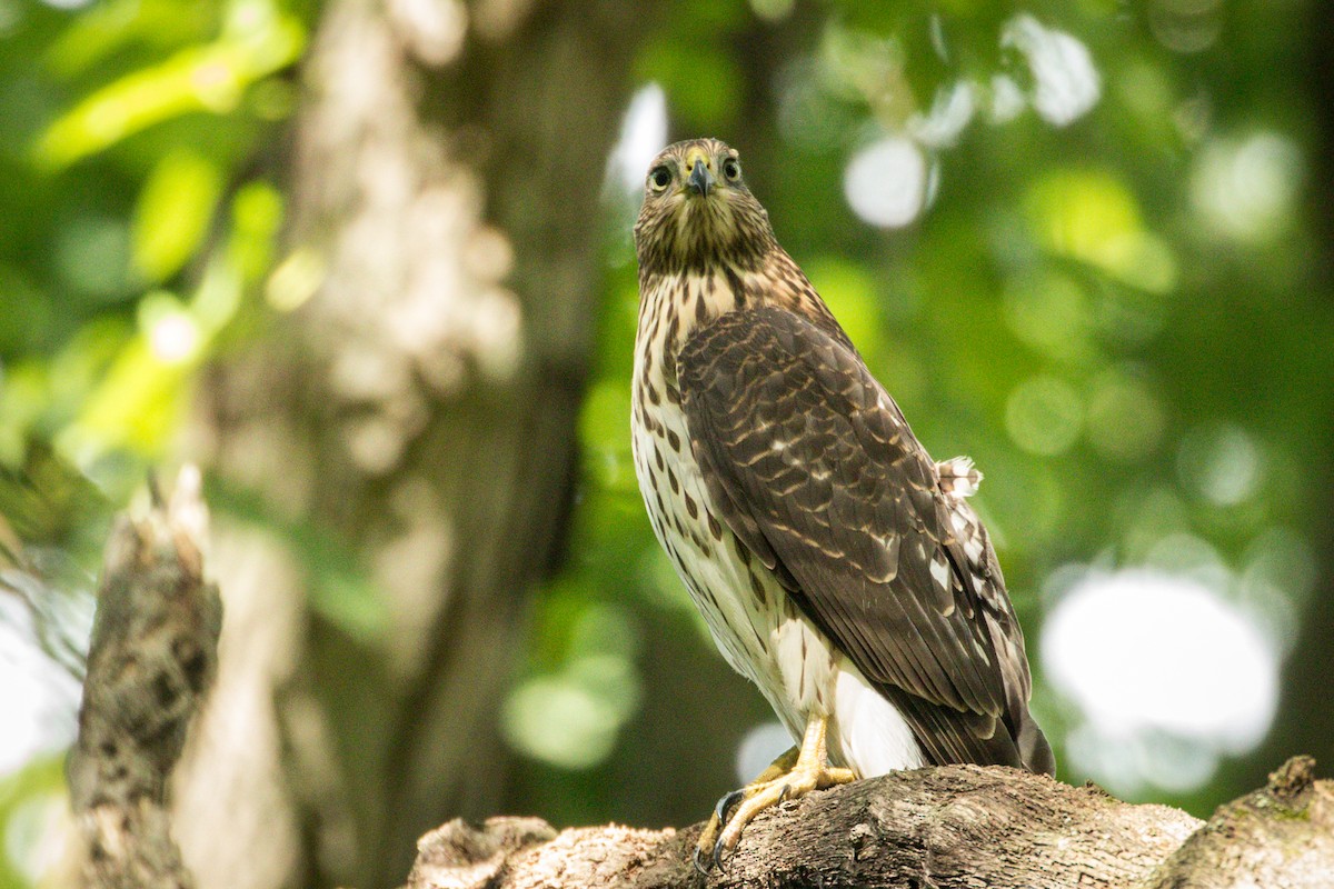 Cooper's Hawk - ML365760491