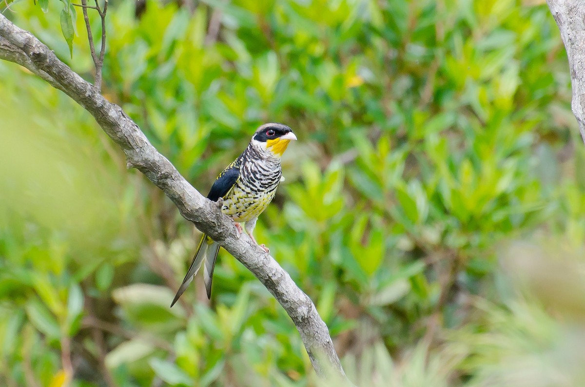 Swallow-tailed Cotinga - ML365760681