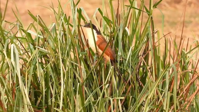 Coppery-tailed Coucal - ML365761381